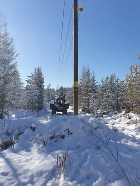 Skog Markkoll